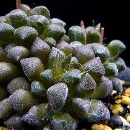 Anacampseros namaquensis Seeds - Indigenous Succulent - Worldwide Shipping, NEW