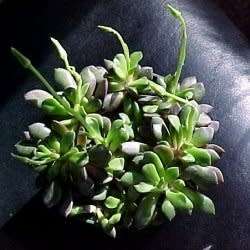 Anacampseros piscina - 5 Seed Pack - Indigenous Succulent - Worldwide Shipping, NEW