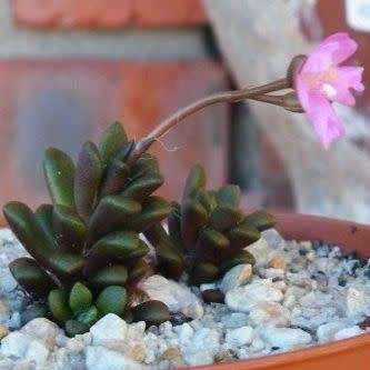 Anacampseros subnuda - 5 Seed Pack Indigenous Succulent - Worldwide Shipping