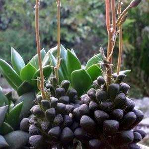 Anacampseros subnuda - 5 Seed Pack Indigenous Succulent - Worldwide Shipping