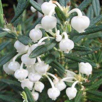 Andromeda polifolia alba Seeds - Rare Exotic Shrub - NEW