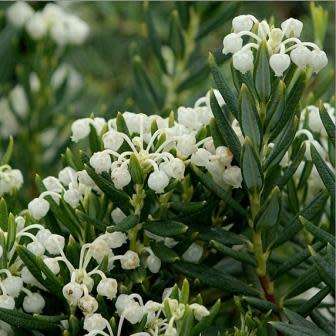 Andromeda polifolia alba Seeds - Rare Exotic Shrub - NEW