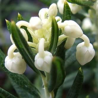 Andromeda polifolia alba Seeds - Rare Exotic Shrub - NEW