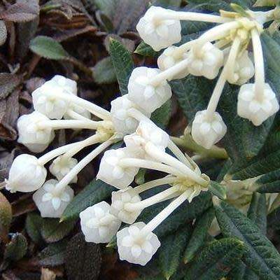 Andromeda polifolia alba Seeds - Rare Exotic Shrub - NEW