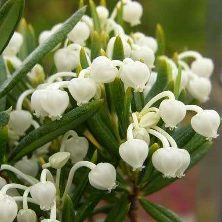 Andromeda polifolia alba Seeds - Rare Exotic Shrub - NEW