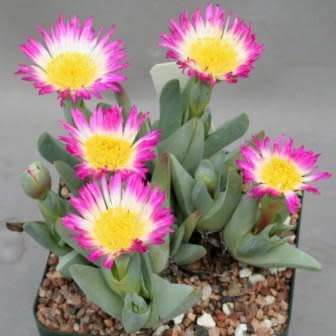 Antimima ventricosa - 5 Seed Pack - Indigenous Succulent Mesemb - Worldwide Shipping, NEW