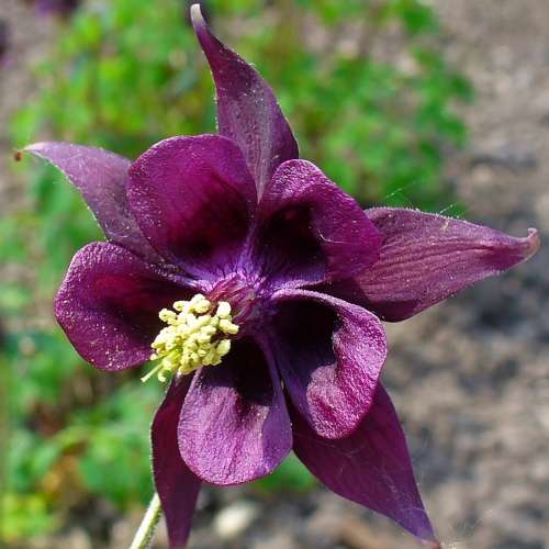 Aquilegia atrata - Dark Columbine - 5 Seed Pack - Exotic Perennial Cut Flowers - New