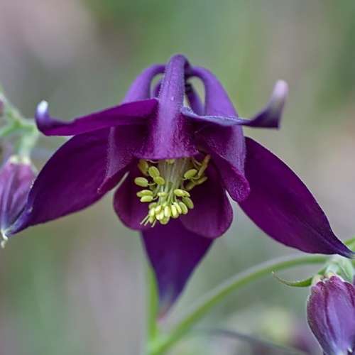 Aquilegia atrata - Dark Columbine - 5 Seed Pack - Exotic Perennial Cut Flowers - New