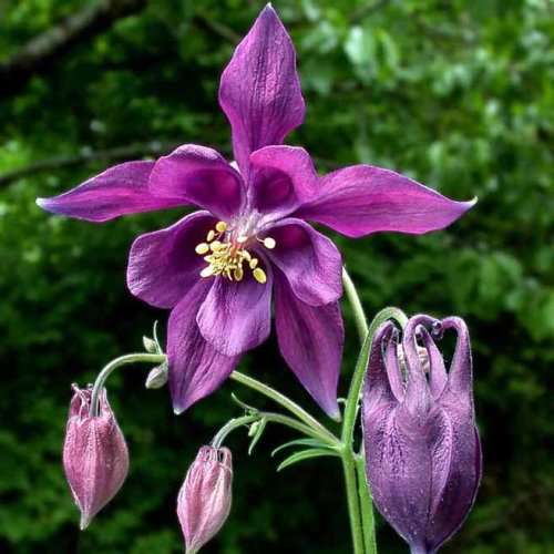 Aquilegia atrata - Dark Columbine - 5 Seed Pack - Exotic Perennial Cut Flowers - New