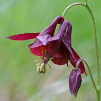 Aquilegia atrata - Dark Columbine - 5 Seed Pack - Exotic Perennial Cut Flowers - New