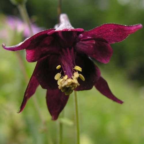 Aquilegia atrata - Dark Columbine - 5 Seed Pack - Exotic Perennial Cut Flowers - New