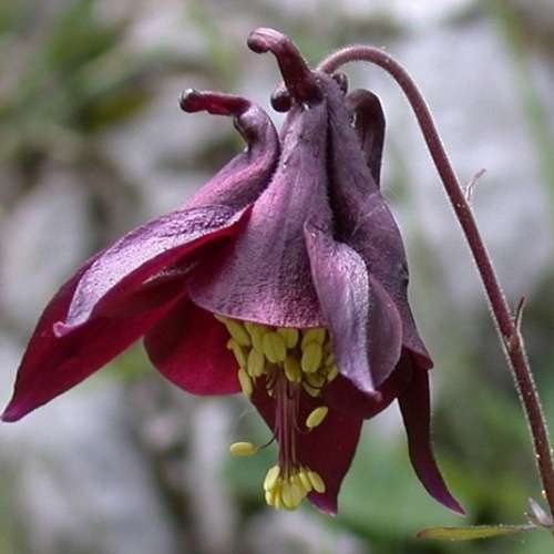 Aquilegia atrata - Dark Columbine - 5 Seed Pack - Exotic Perennial Cut Flowers - New
