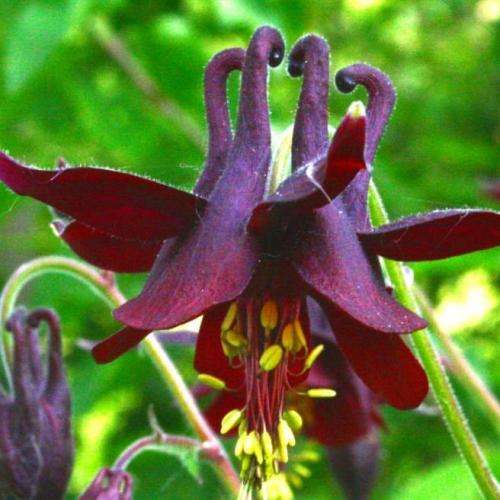 Aquilegia atrata - Dark Columbine - 5 Seed Pack - Exotic Perennial Cut Flowers - New