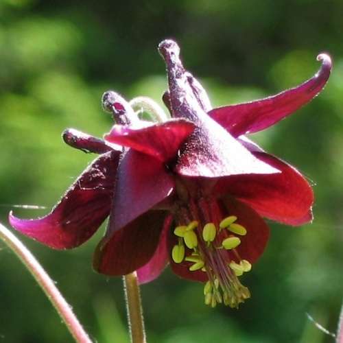 Aquilegia atrata - Dark Columbine - 5 Seed Pack - Exotic Perennial Cut Flowers - New