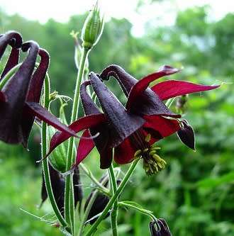Aquilegia atrata - Dark Columbine - 5 Seed Pack - Exotic Perennial Cut Flowers - New