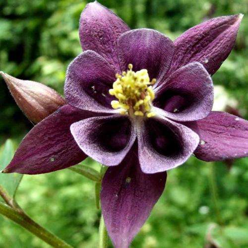 Aquilegia atrata - Dark Columbine - 5 Seed Pack - Exotic Perennial Cut Flowers - New