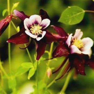 Aquilegia oxysepala - Oriental Columbine Seeds - Exotic Rare Perennial Cut Flowers - New