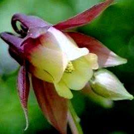 Aquilegia oxysepala - Oriental Columbine Seeds - Exotic Rare Perennial Cut Flowers - New