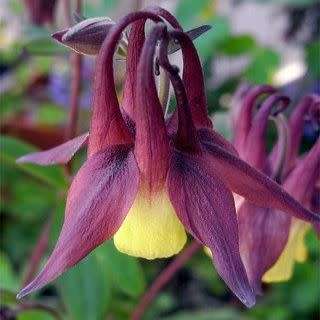 Aquilegia oxysepala - Oriental Columbine Seeds - Exotic Rare Perennial Cut Flowers - New