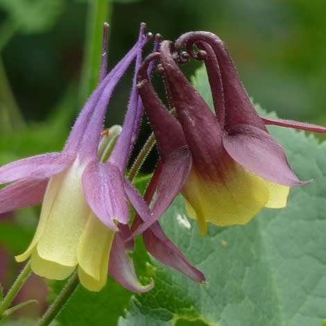 Aquilegia oxysepala - Oriental Columbine Seeds - Exotic Rare Perennial Cut Flowers - New