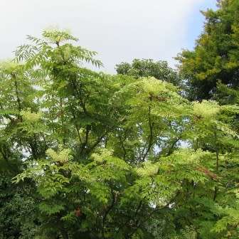 Aralia elata - Japanese Angelica Tree - Exotic Edible - 5 Seed Pack - Combined Shipping Rates