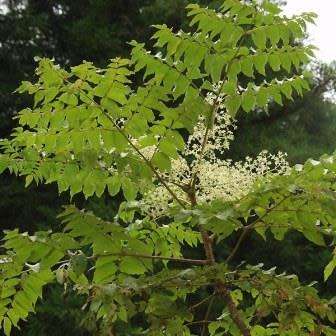 Aralia elata - Japanese Angelica Tree - Exotic Edible - 5 Seed Pack - Combined Shipping Rates