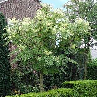Aralia elata - Japanese Angelica Tree - Exotic Edible - 5 Seed Pack - Combined Shipping Rates