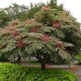 Aralia elata - Japanese Angelica Tree - Exotic Edible - 5 Seed Pack - Combined Shipping Rates