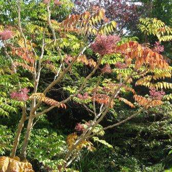 Aralia elata - Japanese Angelica Tree - Exotic Edible - 5 Seed Pack - Combined Shipping Rates