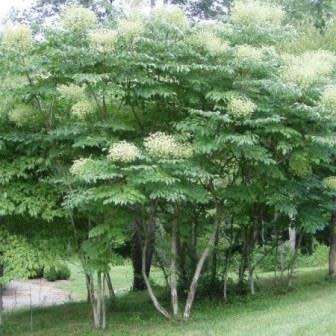Aralia elata - Japanese Angelica Tree - Exotic Edible - 5 Seed Pack - Combined Shipping Rates