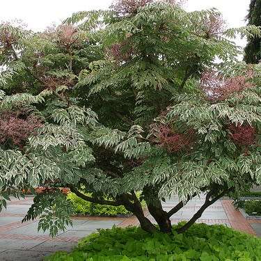 Aralia elata - Japanese Angelica Tree - Exotic Edible - 5 Seed Pack - Combined Shipping Rates