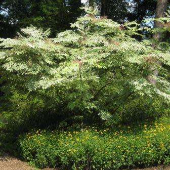 Aralia elata - Japanese Angelica Tree - Exotic Edible - 5 Seed Pack - Combined Shipping Rates