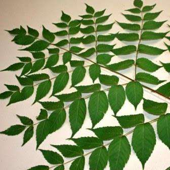 Aralia elata - Japanese Angelica Tree - Exotic Edible - 5 Seed Pack - Combined Shipping Rates
