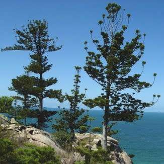 Araucaria cunninghamii - Moreton Bay Pine - 10 Seed Pack - Evergreen Exotic Tree - NEW