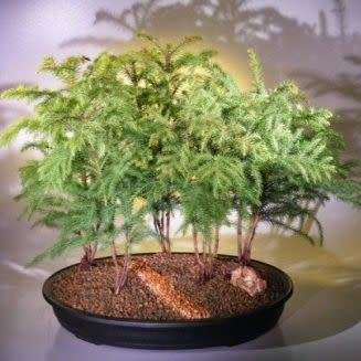 Araucaria heterophylla - Norfolk Island Pine - 5 Seed Pack - Evergreen Exotic Bonsai - NEW