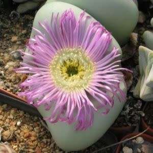 Argyroderma delaettii forma delaettii - 10 Seed Pack - Indigenous Succulent Mesemb - Global Delivery