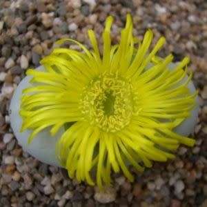 Argyroderma delaettii-aureum Seeds - Indigenous Succulent Mesemb - Verfied User - Global Delivery
