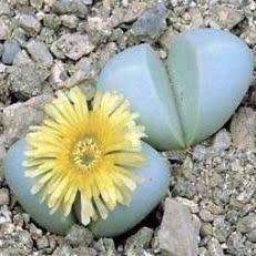 Argyroderma delaettii-aureum Seeds - Indigenous Succulent Mesemb - Verfied User - Global Delivery
