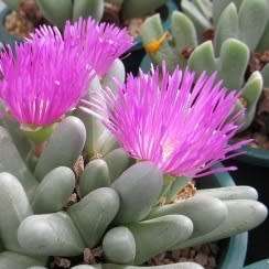 Argyroderma fissum -10 Seed Pack - Indigenous Succulent Mesemb -Verfied Seller, Global Shipping- NEW