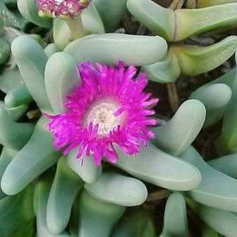Argyroderma fissum -10 Seed Pack - Indigenous Succulent Mesemb -Verfied Seller, Global Shipping- NEW