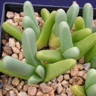 Argyroderma fissum -10 Seed Pack - Indigenous Succulent Mesemb -Verfied Seller, Global Shipping- NEW
