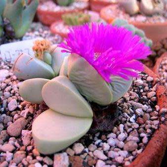 Argyroderma fissum -10 Seed Pack - Indigenous Succulent Mesemb -Verfied Seller, Global Shipping- NEW