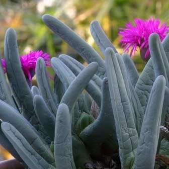 Argyroderma fissum -10 Seed Pack - Indigenous Succulent Mesemb -Verfied Seller, Global Shipping- NEW