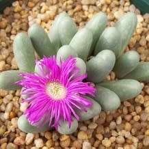 Argyroderma fissum -10 Seed Pack - Indigenous Succulent Mesemb -Verfied Seller, Global Shipping- NEW