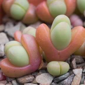 Argyroderma fissum -10 Seed Pack - Indigenous Succulent Mesemb -Verfied Seller, Global Shipping- NEW
