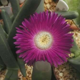 Argyroderma fissum -10 Seed Pack - Indigenous Succulent Mesemb -Verfied Seller, Global Shipping- NEW