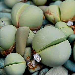 Argyroderma patens Seeds - Indigenous Succulent Mesemb -Verfied Seller, Global Shipping- NEW
