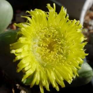 Argyroderma patens Seeds - Indigenous Succulent Mesemb -Verfied Seller, Global Shipping- NEW
