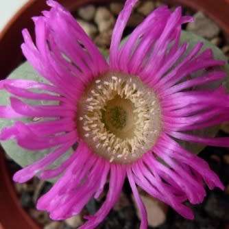 Argyroderma pearsonii Seeds - Indigenous Succulent Mesemb - Insured Global Shipping