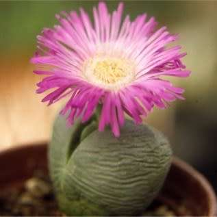 Argyroderma pearsonii Seeds - Indigenous Succulent Mesemb - Insured Global Shipping